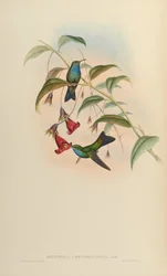 Eucephala caeruleolavata